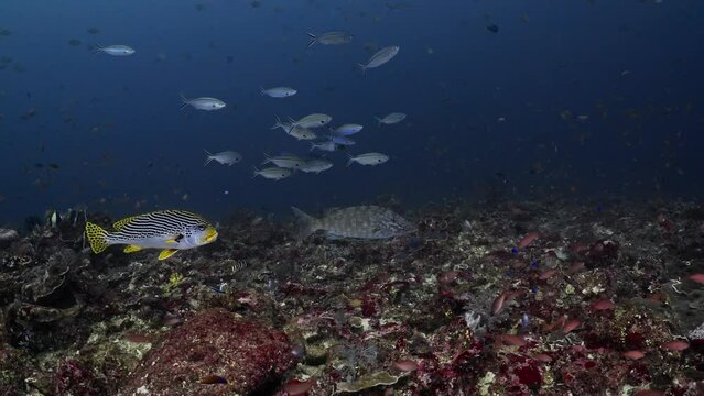 Longnose and Yellow Sweetlips Snapper - Komodo Archipelago in Indonesia