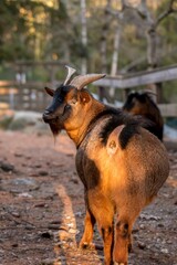 Close-up of Bezoar goat. Capra hircus.