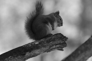 La Plaine 25 Février 2024 - N&B