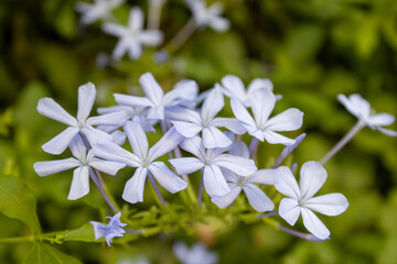 Fototapeta na wymiar Purple Flowers