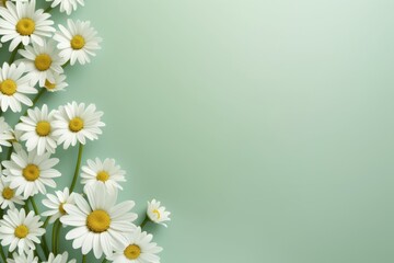 chamomile flowers background with pastel green mint background with copy space right. Spring Easter backdrop. 