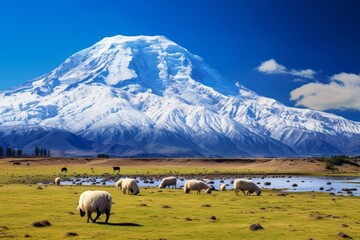 chimborazo mountain landscape with snow covered peak on sunny day with sheep on foreground
