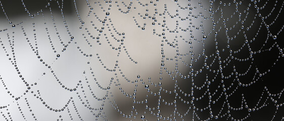 A mesmerizing close up photo of water drops on a spider web during a cold winter morning after a light rain. 