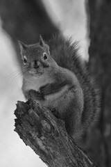 La Plaine 25 Février 2024