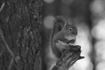 La Plaine 25 Février 2024