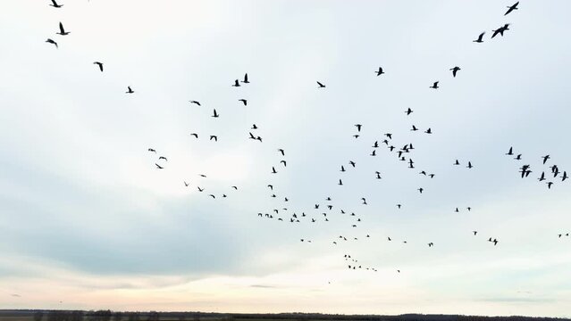 Migratory birds are return. Geese Bird Migration in sky on sunset. Birds Migrate. Migratory Birds Return Home In Spring. Migration Geese in the sky on sunrise returning from its winter quarters