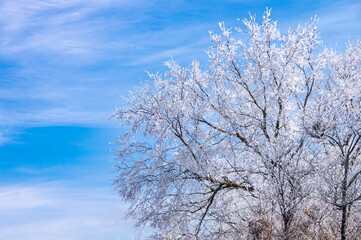 Obraz na płótnie Canvas 冬の和歌山・生石高原、樹氷と青空と雲、横構図