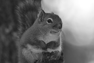 La Plaine 25 Février 2024