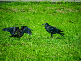 Black Crows looking for food in the grass. color nature