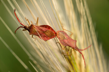 couple of red bugs mating on a leaf