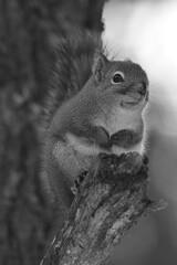 La Plaine 25 Février 2024