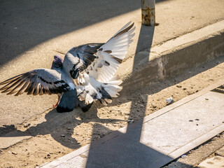 Birds fighting over food on the street. general plan