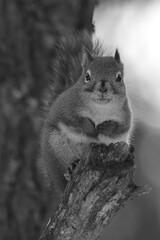 La Plaine 25 Février 2024