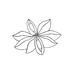 Star anise hand drawn in ink. Monochrome contour drawing. Vector illustration. Design element for coloring pages, menu, cards, prints, packaging, invitations, business cards, advertising.
