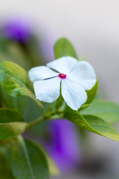 FLOR MULATA