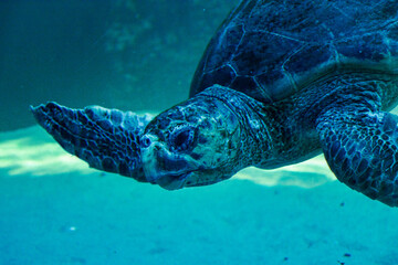 Underwater sea turtle