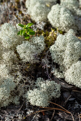 white lichen in forrest 
