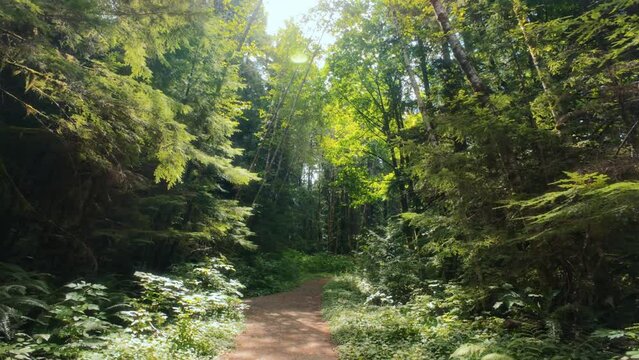 Green Forest Trees Hiking Trail POV with Sun Flares