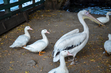 A group of orange-billed ducks and pelicans with large beaks and massive bodies stroll through a lawn covered with fallen leaves on a local farm