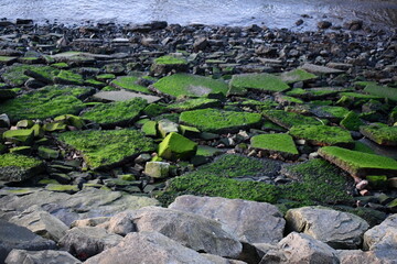 Algae covered concrete chunks along the coastline.