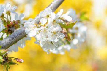 Sweet white flowers blooming cherries, cherry in the spring garden. Delicate white blooming cherry flowers in the spring garden. Blossoming fruit tree.