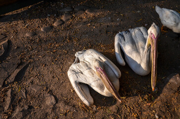 Two cute graceful pelicans resting calmly on the ground enjoying the gentle sunlight