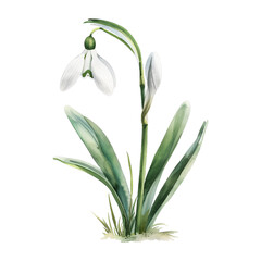 Watercolor snowdrop flower isolated on transparent background. Botanical illustration, spring flowers. Element for design greeting card, invitation, banner for wedding, Mothers and Women's day, Easter