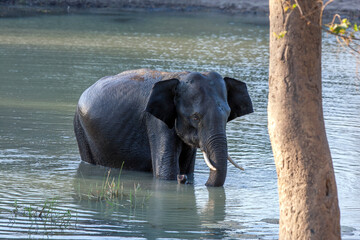 A young tusker elephant bathing in a lake within Yala National Park near Tissamaharama in southern...