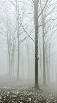 A foggy forest with trees fading into the mist Calmness atmospheric photo footage for TikTok, Instagram, Reels, Shorts