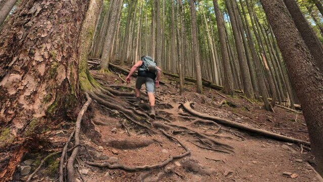 Hiker Climbing Rugged Terrain in Forest of Thick Trees