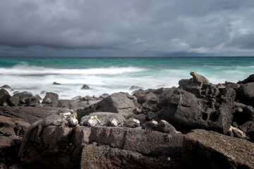 Long exposure with some iguanas resting on the volcanic rocks of a beach. Isabela Island, Galapagos.