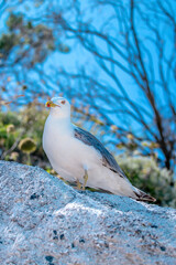 Seagull at Elba island - Tuscany - Italy
