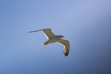 Seagull at Elba island - Tuscany - Italy