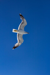 Seagull at Elba island - Tuscany - Italy