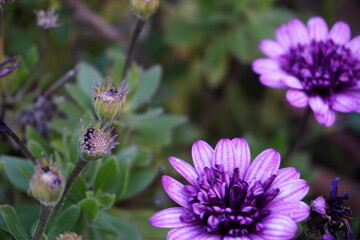 Vibrant Purple Flowers Blooming in Nature