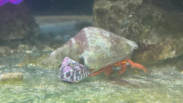 Ein Einsiedler Krebs und eine Turboschnecke.
