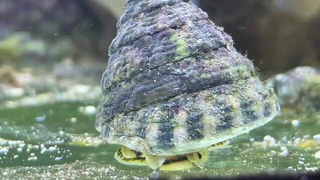 Portrait einer Tectus fenestratus Turboschnecke im Meerwasseraquarium.
