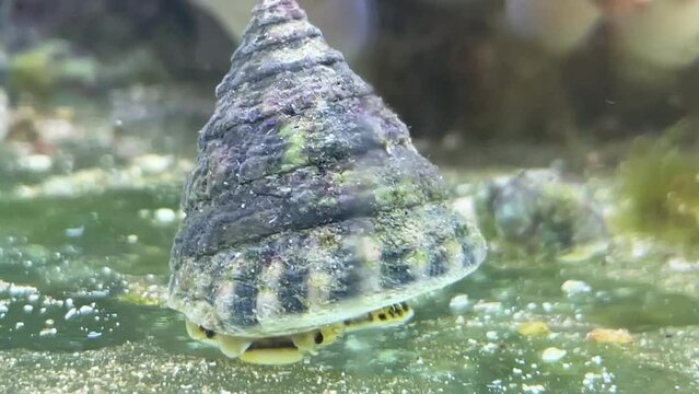 Portrait einer Tectus fenestratus Turboschnecke im Meerwasseraquarium.