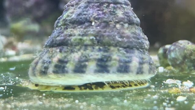 Portrait einer Tectus fenestratus Turboschnecke im Meerwasseraquarium.