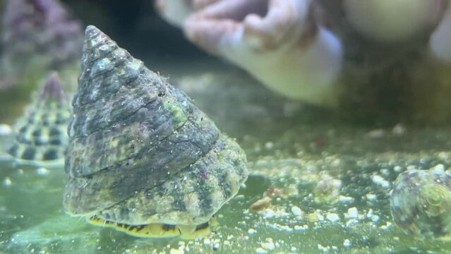 Portrait einer Tectus fenestratus Turboschnecke im Meerwasseraquarium.