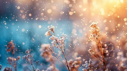 Foto op Aluminium Winter atmospheric landscape with frost-covered dry plants during snowfall. Winter Christmas background © chanidapa