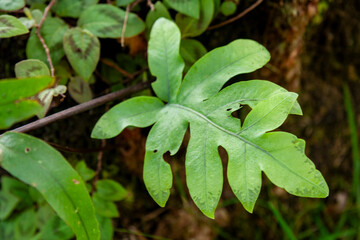 Hakgala Botanical Garden,Nuwara Eliya, Central Province, Sri Lanka