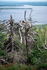 dead tree in front lake view
