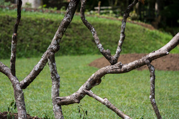 Obraz premium Hakgala Botanical Garden,Nuwara Eliya, Central Province, Sri Lanka