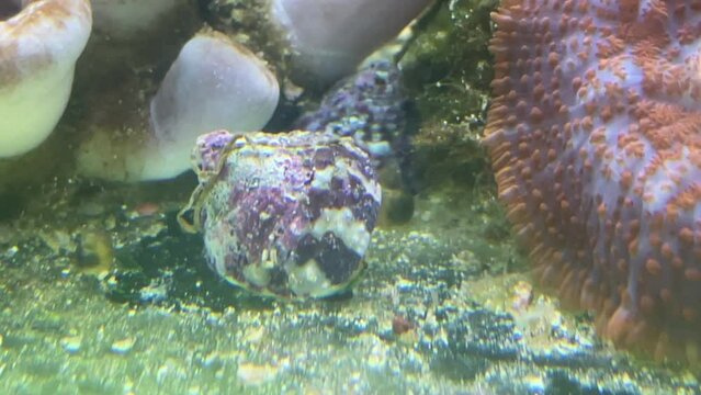 Portrait einer Tectus fenestratus Turboschnecke im Meerwasseraquarium.