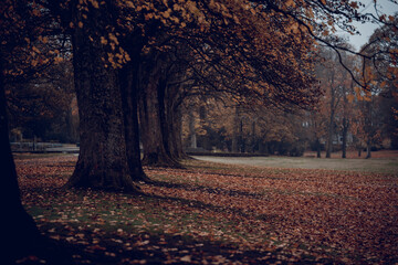 Autumn In the Park