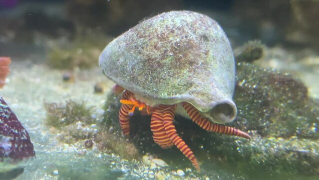 Ein Einsiedler Krebs und eine Turboschnecke.