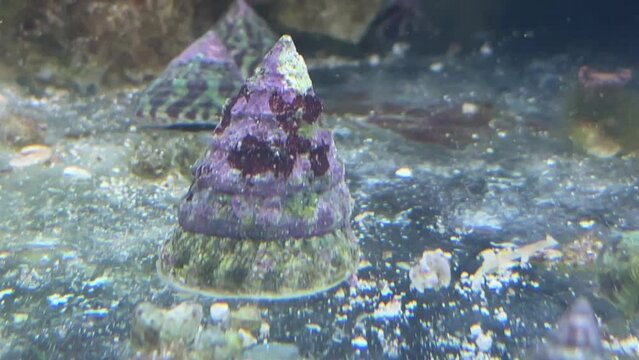 Portrait einer Tectus fenestratus Turboschnecke im Meerwasseraquarium.