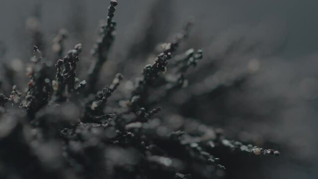 Macros of Metallic shavings and magnets