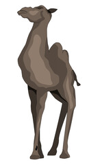 Simple illustration of a camel